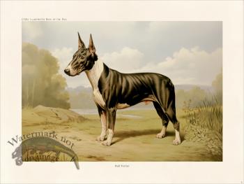 CFA Dog Bull Terrier 02